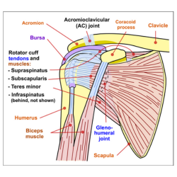 image of a rotator cuff